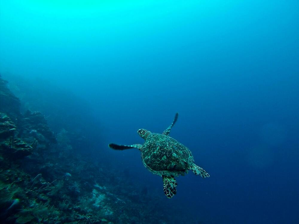 Roatán Island